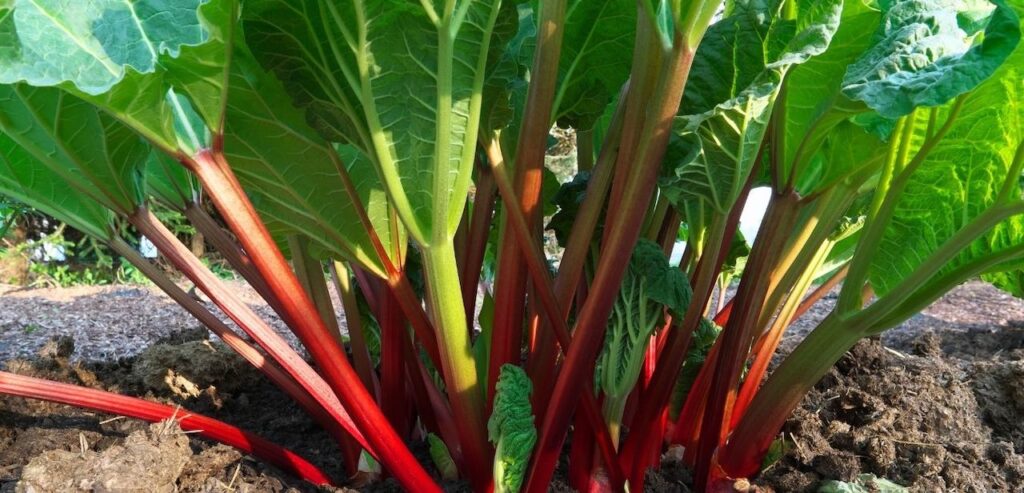 what-is-rhubarb