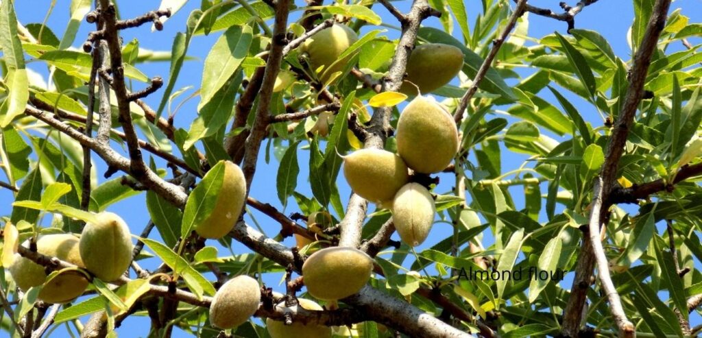 almond-tree