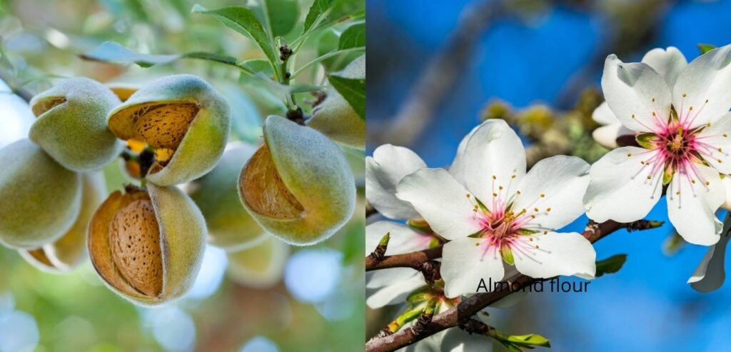 almond-fruit