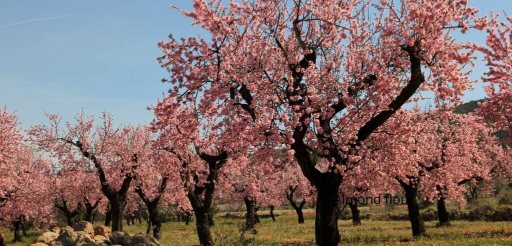 almond-tree