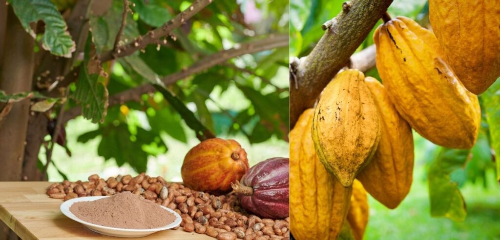 cacao-plant-chocolate