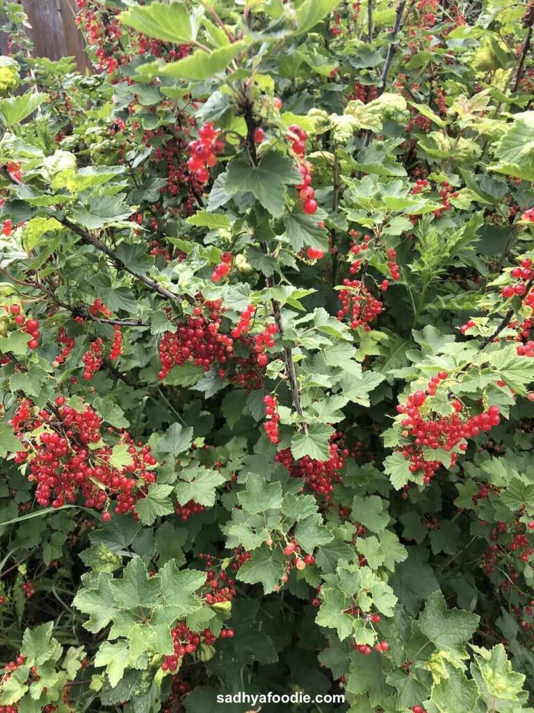 red-currant