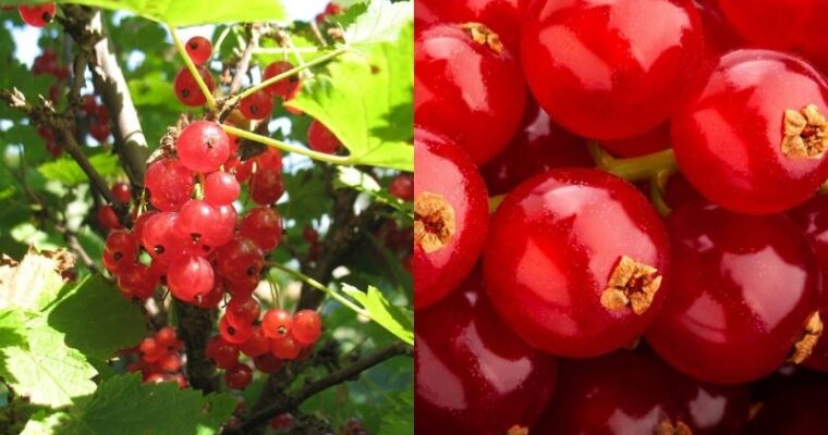 Red Currant