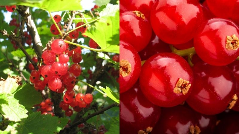 Red Currant