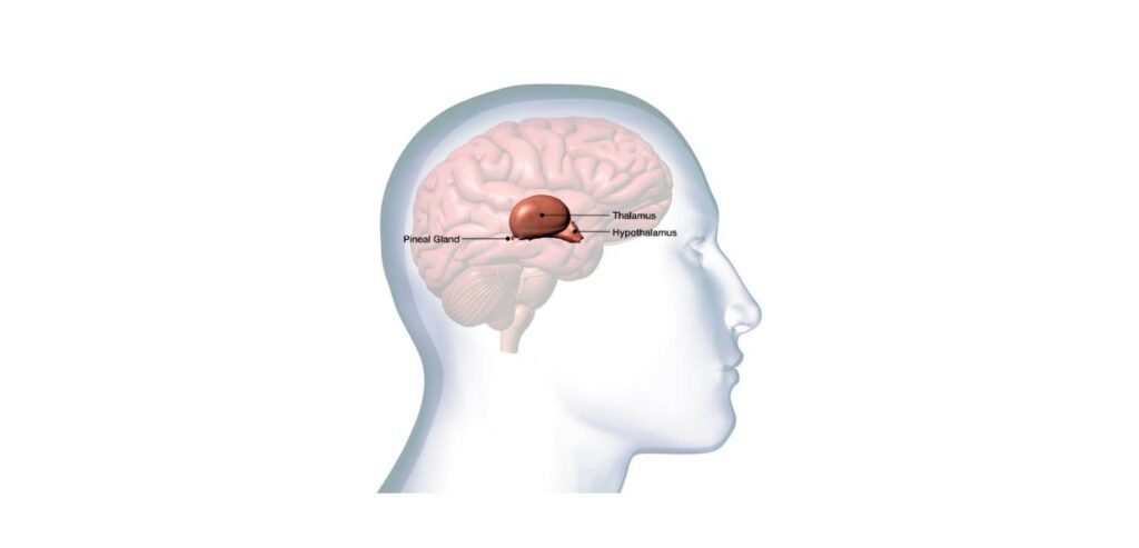 hypothalamus