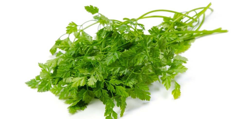 chervil