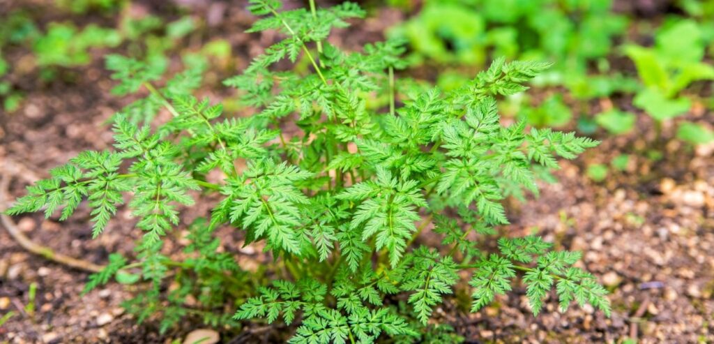 chervil-anthricus-cerefolium