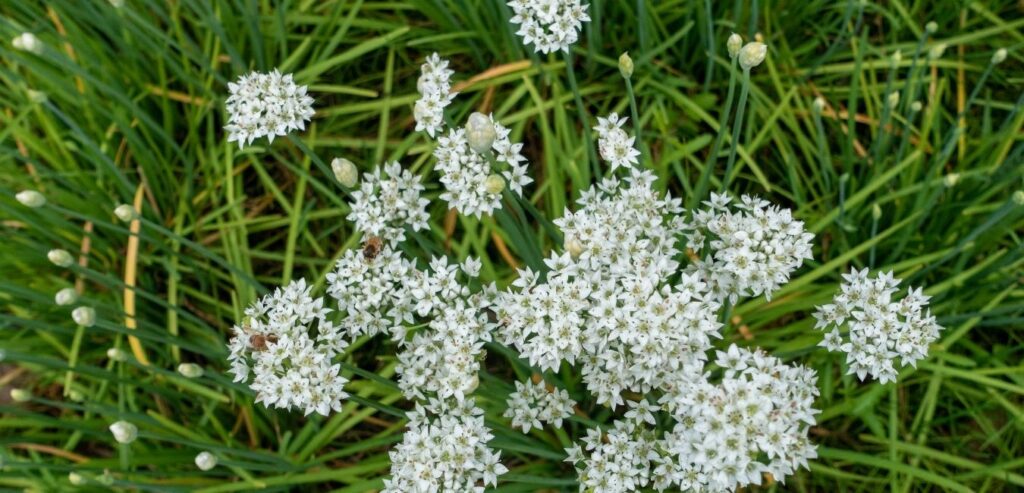 chinese-chives-white-chives-allium-tuberosum