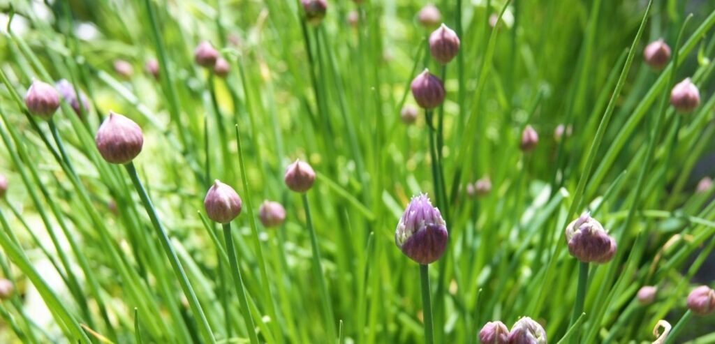 chives-allium-schoenoprasum-plant