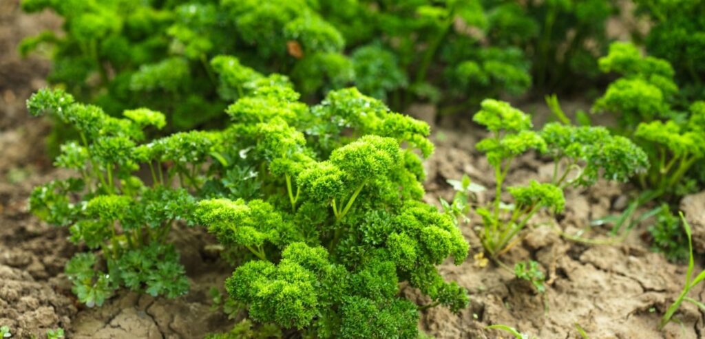 curly-parsley