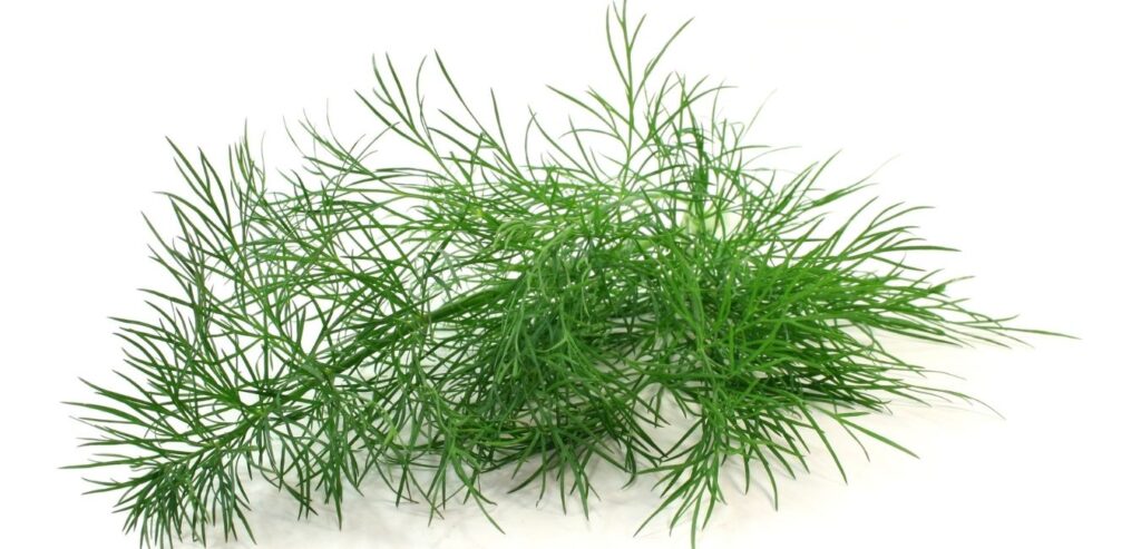 dill