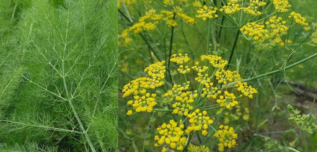 foeniculum-vulgare-sweet-fennel