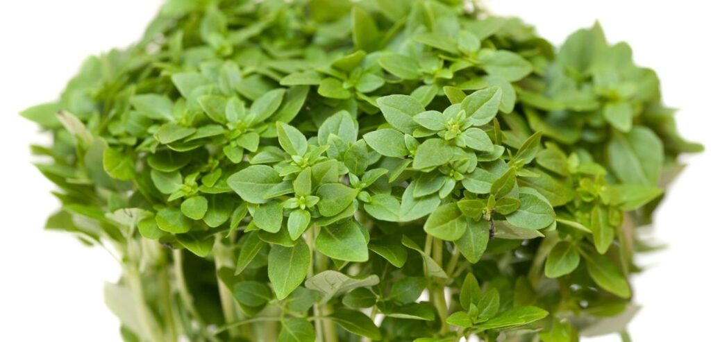 greek-basil-ocimum-minimum