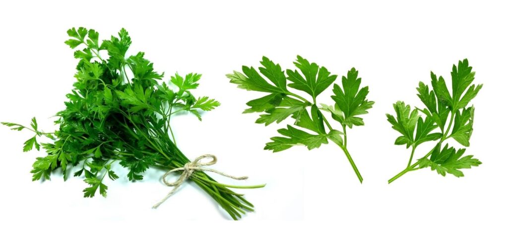 italian-parsley-petroselinum-sativum