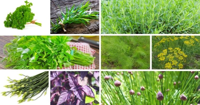 Most Popular Salad Herbs to grow and use in the Kitchen