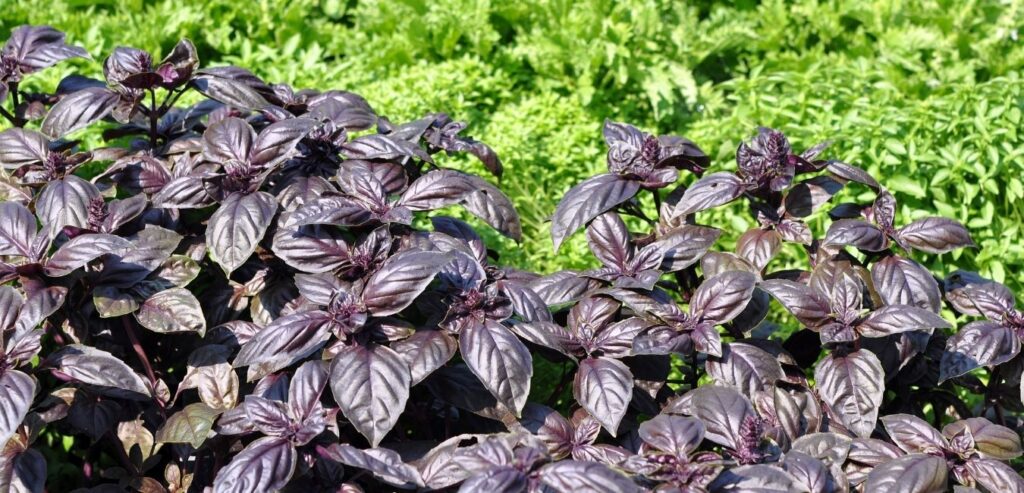 purple-basil-basilicum-purpurascens