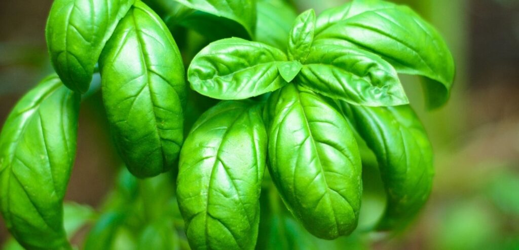 sweet-basil-ocimum-basilicum