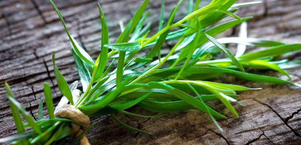 tarragon-herb