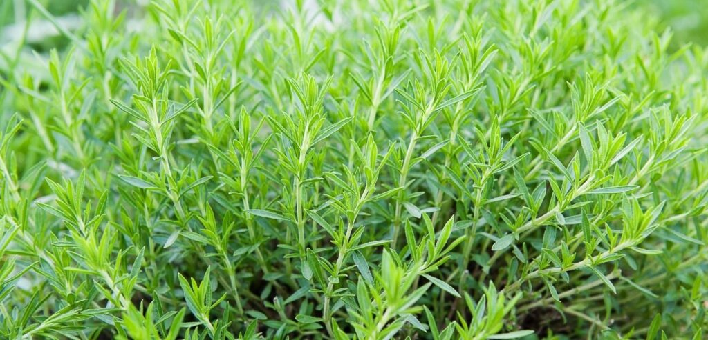 tarragon-plant