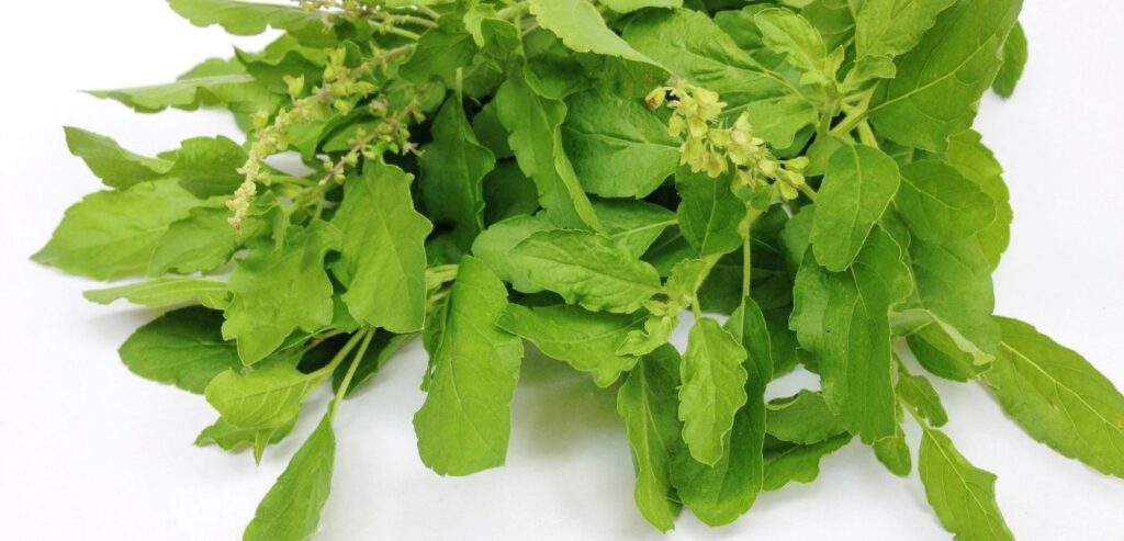 tulsi-pagoda-basil