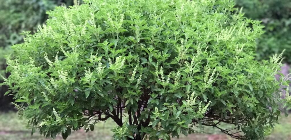 tulsi-plant