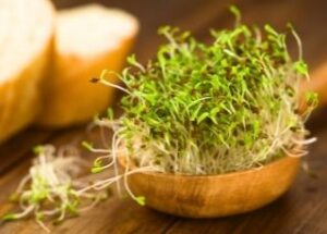 alfalfa-sprouts