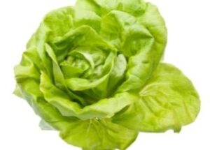 bibb-lettuce