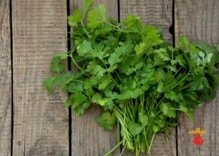 cilantro