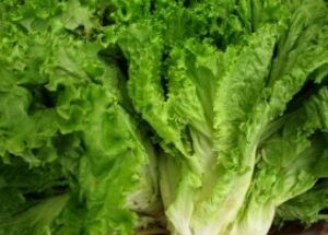 loose-leaf-lettuce