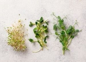 microgreens