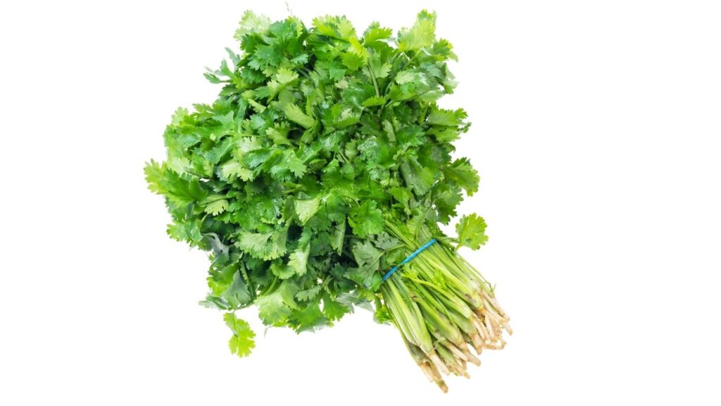 fresh-cilantro-bunch