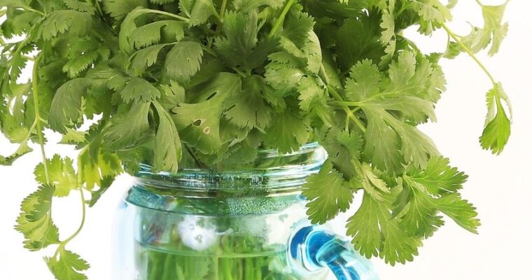 How To Prep and Store Fresh Cilantro for Weeks