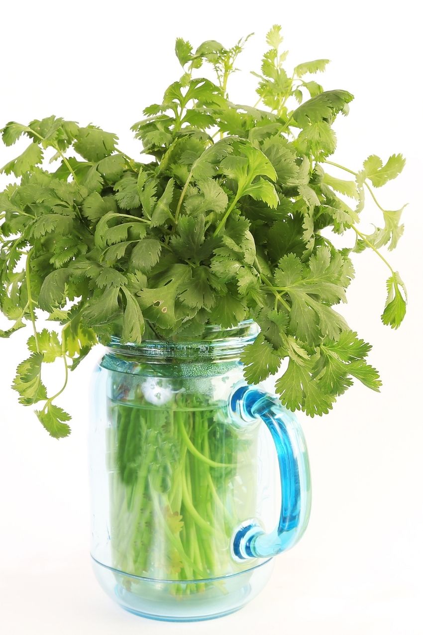 How To Prep and Store Fresh Cilantro for Weeks