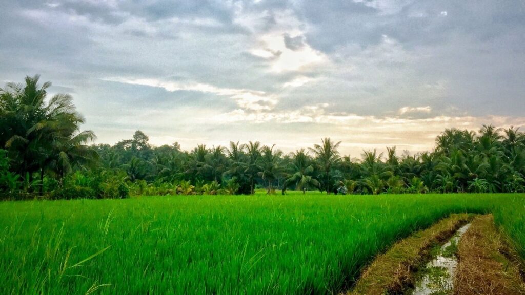 kerala-paddyfield