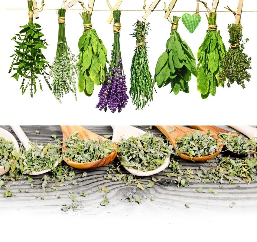 converting-fresh-herbs-to-dried-herbs-sadhya-foodie