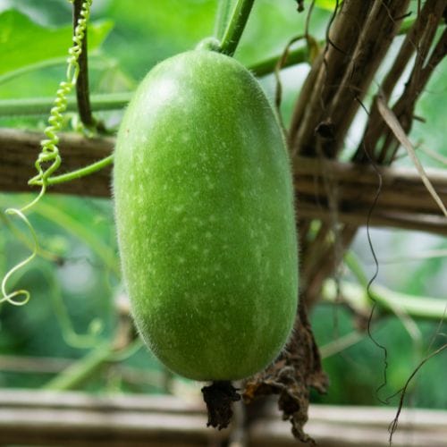 ash gourd